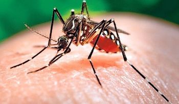 Por Zika 134 bebés de Brasil nacen con hidrocefalia