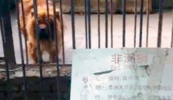 Zoológico chino disfrazaba perros y ratas de leones y reptiles