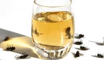 ¿Tienes problemas con moscas, mosquitos y cucarachas? Prueba esta receta y acaba con ellos