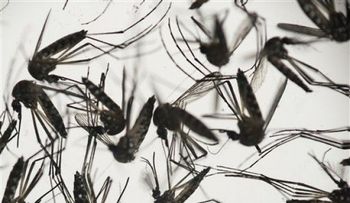 Cuanto más se sabe del zika, más temor inspira