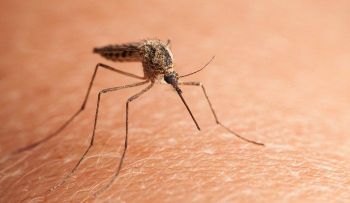 Los mosquitos: El mejor remedio para ahuyentarlo (VIDEO)