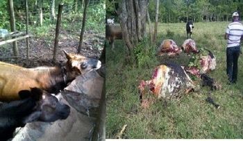 Ganaderos piden frenar cuatrerismo provincia Monte Plata