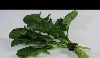 Hoja para limpiar los intestinos y acabar con las bacterias