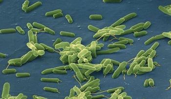Tres personas mueren en Uruguay por una rara bacteria llamada Vibrio vulnificus