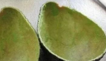 Las cáscaras de aguacate son un tesoro: para qué sirven