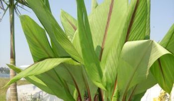Cúrcuma, la poderosa especia que descalcifica la glándula pineal y sirve como antidepresivo natural