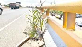Crecen matas de maíz en elevado de Los Alcarrizos