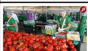 República Dominicana comezará este jueves a exportar aguacates y ajíes hacia Canadá
