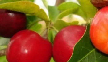 Fruta milagrosa que produce más colágeno y revoluciona la salud y belleza