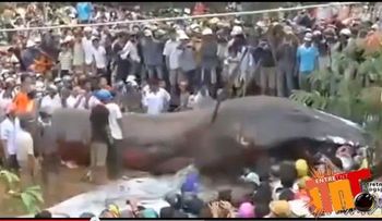 Video: Un enorme animal marino causa furor en Vietnam 