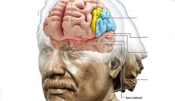 El cerebro de Einstein no tenia nada de especial