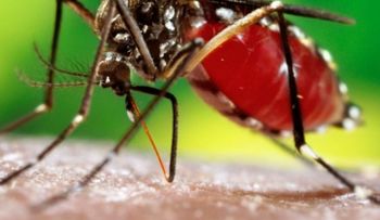 26 de agosto: Día Internacional contra el dengue (Recomendaciones)