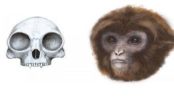 Se completa la cadena evolutiva: científicos descubren un nuevo ancestro humano 