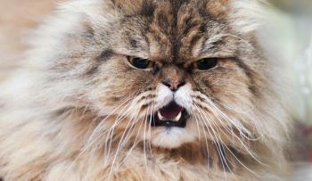 Tu gato puede ser el responsable de tus problemas de ira