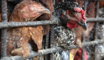 Un estudio afirma que la nueva cepa H7N9 puede transmitirse por vía fecal