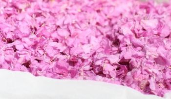 Comer ciertas flores te protege de enfermedades
