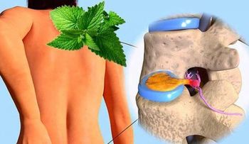 Hierbabuena con romero regenera cartílago dañado de cadera y rodilla y otros lugares del cuerpo