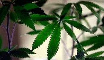 Illinois legaliza el uso de marihuana con fines médicos