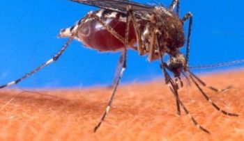 5 respuestas que debes saber del Zika, si buscas o esperas un bebé