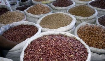Prohíben cultivo de habichuelas, berenjenas y otros productos por Mosca Blanca