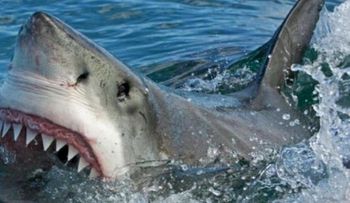 Cierran playas NY ante presencia enorme tiburón blanco