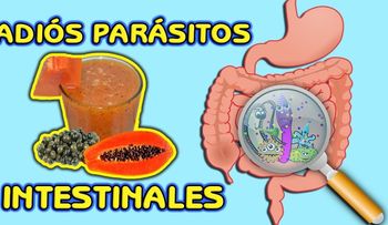 Los parásitos desaparecerán para siempre con un jugo de semilla de papaya (lechosa)
