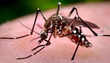 Nueva Delhi sufre el peor brote de chikungunya en una década