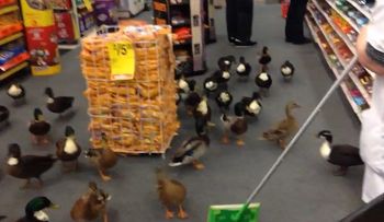 Video: 50 patos invaden una farmacia en EE. UU.