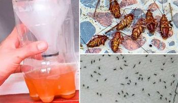 Una potente receta para que los mosquitos y cucarachas caigan muertas como lluvia del cielo 