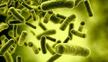 Las bacterias del intestino pueden ayudar a prevenir alergias.