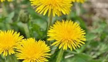 El diente de león tiene una bomba de vitaminas y minerales