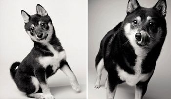 Los mismos perros, desde pequeños hasta su vejez