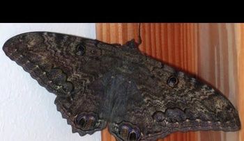 El verdadero significado de que una mariposa negra llegue a tu casa