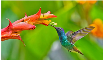 7 significados espirituales de la visita de un colibrí al jardín