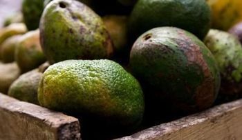 La dieta de aceite de aguacate