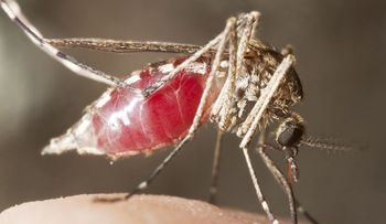 Sepa cómo los mosquitos eligen a sus víctimas