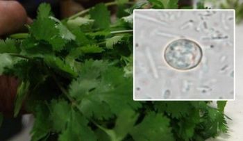 Más de 380 personas enferman en EEUU por comer cilantro 