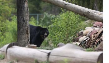 Ruso se defiende y espanta a oso en Siberia