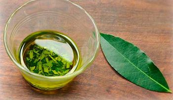 Beneficios del aceite de Laurel: milagroso producto mejora la circulación 
