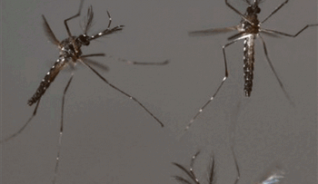 Reportan 25 casos de chikungunya en New Jersey