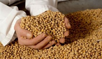5 datos sobre beneficios de la soya 