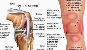 Consumo de batata retarda envejecimiento, previene cáncer y enfermedades