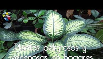 Algunas plantas en tus casas pueden contener venenos peligrosos 