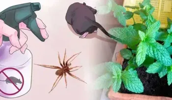 Receta natural para alejar cucarachas, arañas y otros bichos del hogar