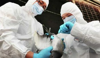 Confirman un caso de gripe aviar en una granja del Reino Unido