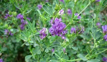 Quitan flor diente de león había germinado en oreja de una niña