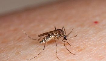 Suman 51 número de muertos por dengue grave en Honduras 