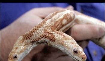 Conozca estos casos de mutaciones extrañas en animales (VIDEO)