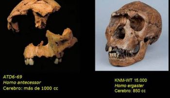 El fósil de un adolescente confirma la existencia del Homo Antecesor