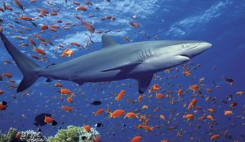 El tiburón no es una máquina sin alma, según descubrimiento 